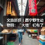 文旅新探丨西宁野生动物园：“大猫”们有了“新家”（图1）